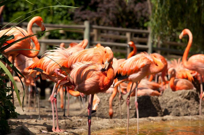 La Palmyre Atlantique Animals.jpg